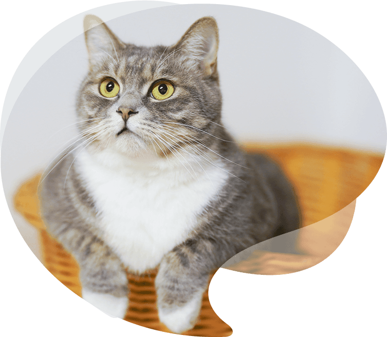 Sincere Pet Products Co., Ltd.